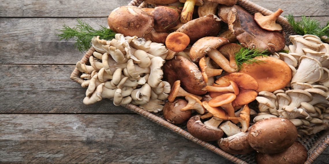 انواع قارچ های خوراکی شاخص 118فایل