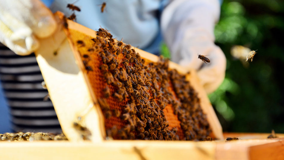 زنبورداری تابستان عکس وسط 118فایل
